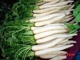 大根