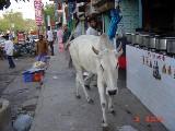 街を普通にうろつく牛